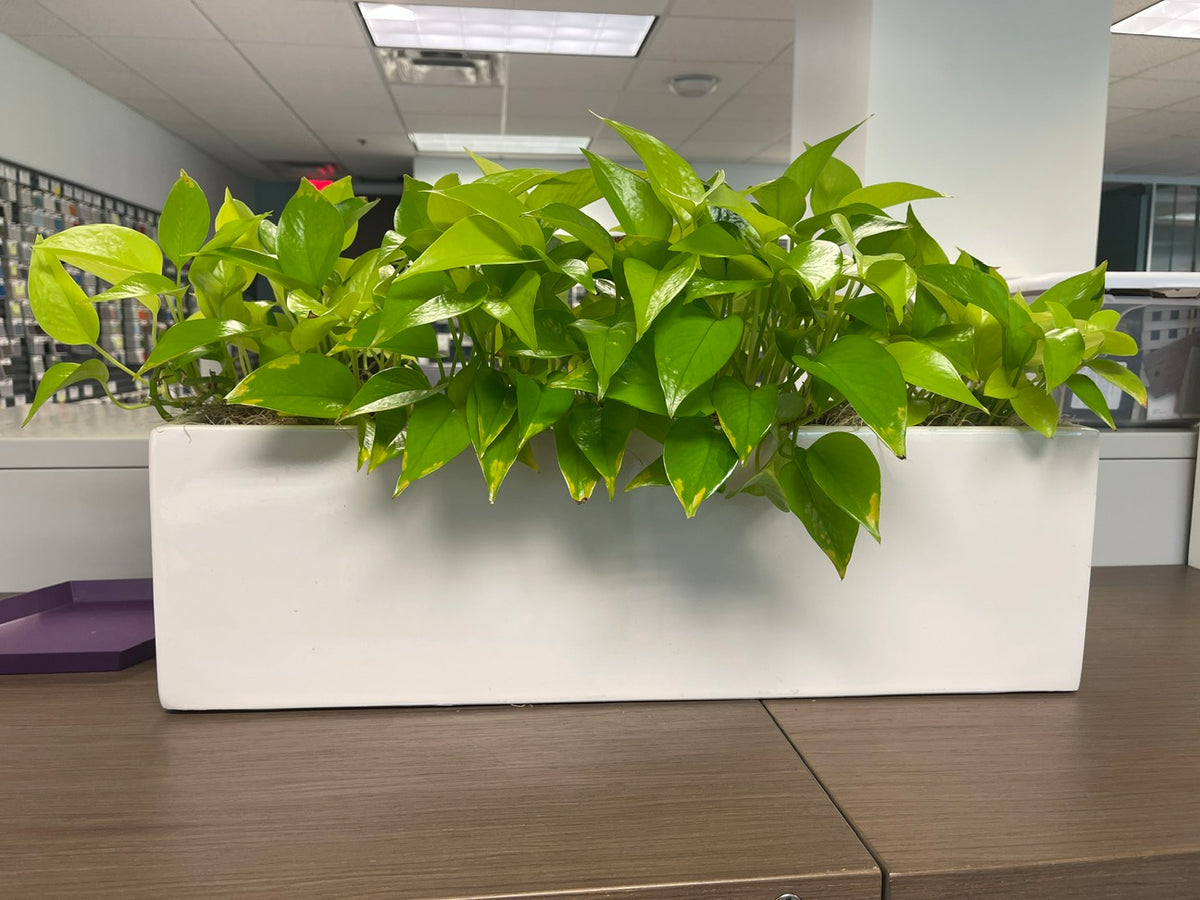 Planter - rectangler  (with plant)