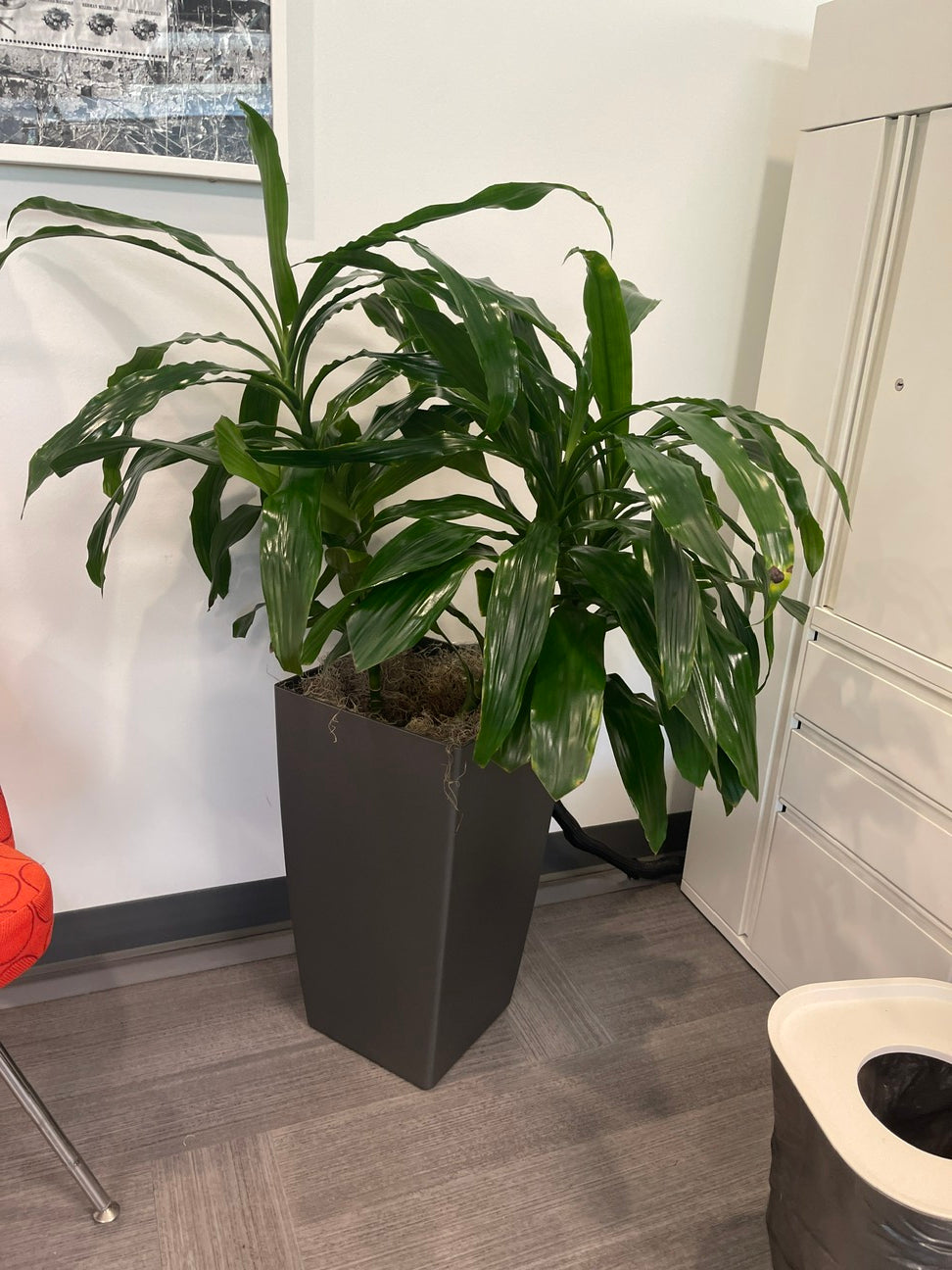Planter - Black (w/ plant)