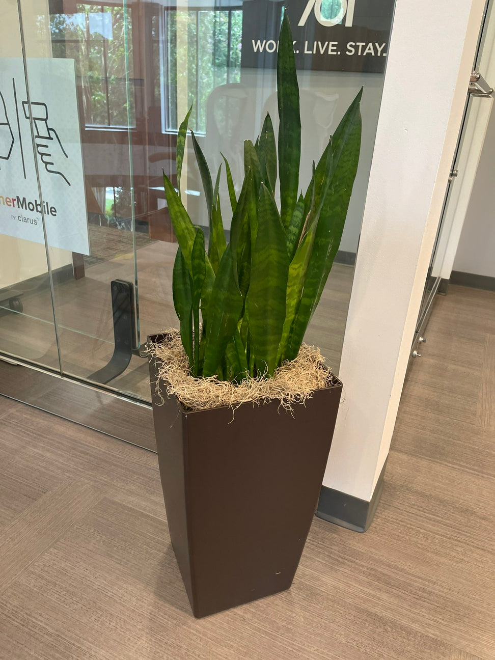 Planter - Brown (with plant)