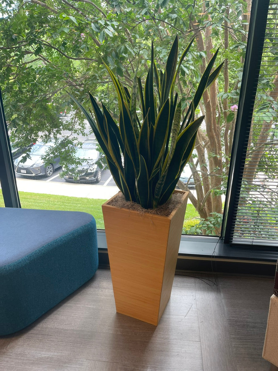 Planter - Tan (with plant)