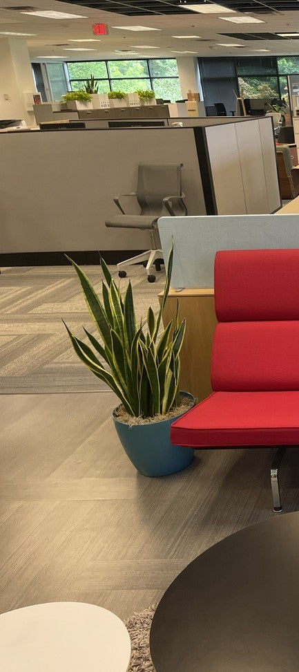 Planter - Blue (with plant)